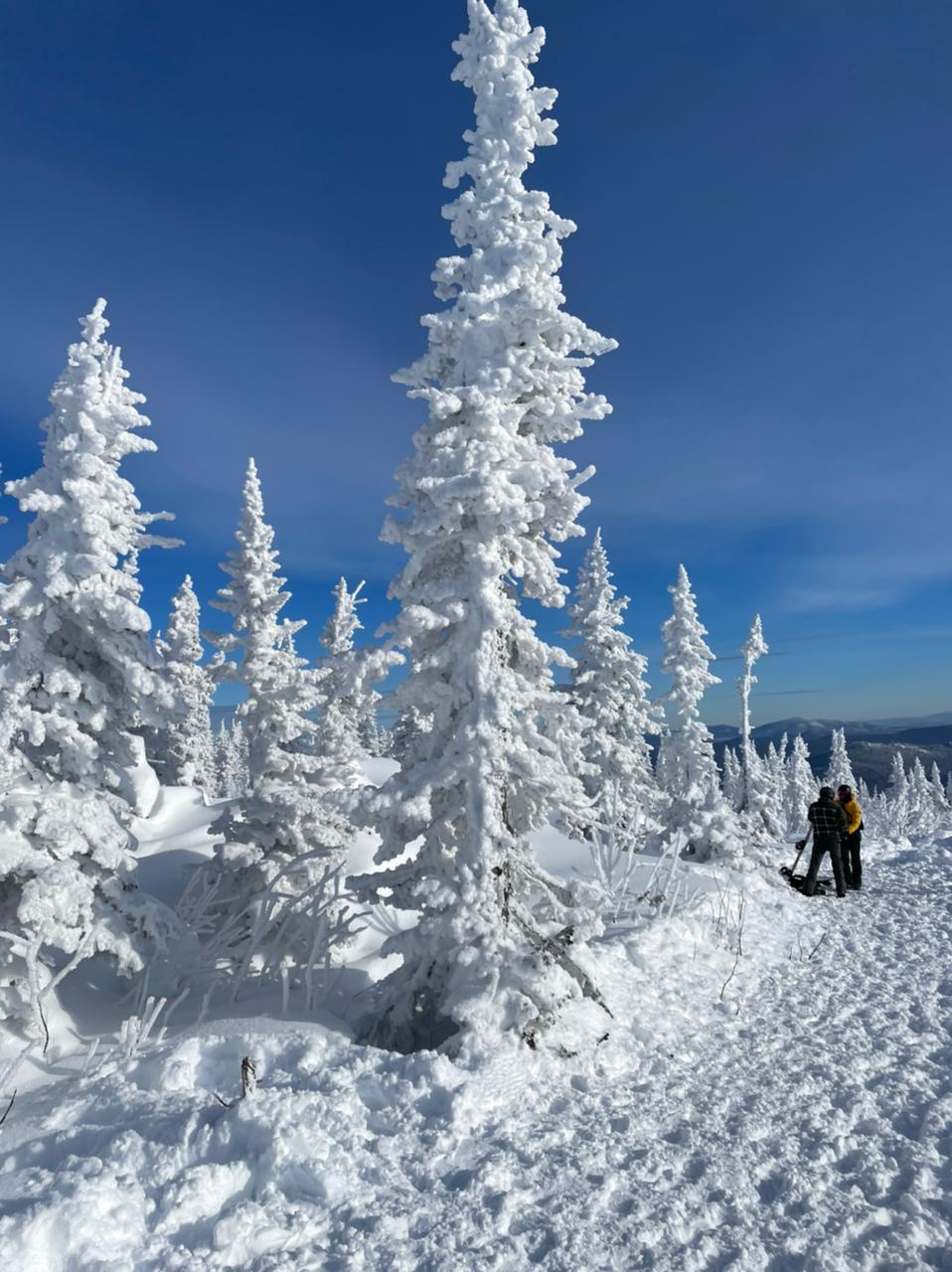 Заснеженные деревья в Шерегеше